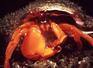 underwater photograph of a hermit crab