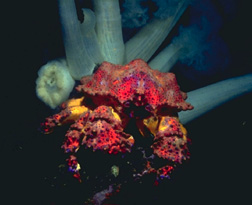 underwater photograph of a puget sound king crab