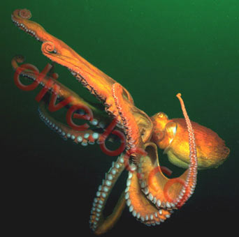 underwater photograph of a giant pacific octopus - octopus dofleini