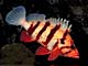 Underwater photograph of an tiger rockfish