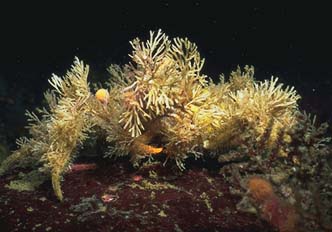 underwater photograph of a decorator crab