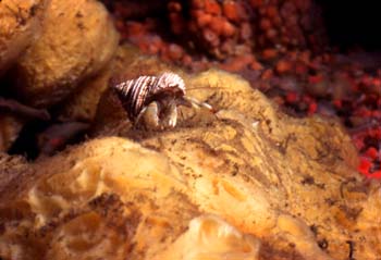 underwater photograph of a hermit crab