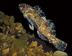 underwater photograph of a cabezon