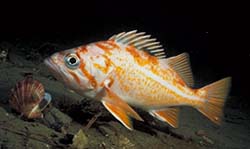 underwater photograph of a canary rock fish
