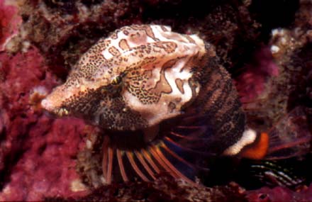 underwater photograph of a grunt sculpin