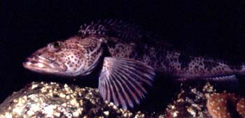 underwater photograph of a Ling Cod
