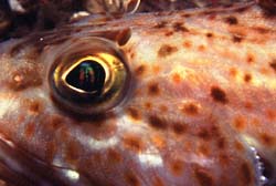 underwater photograph of a Ling Cod