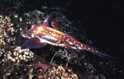 underwater photograph of a Spotted Rat Fish