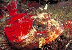 underwater photograph of a Red Irish Lord