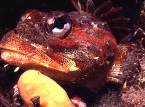 underwater photograph of a Red Irish Lord