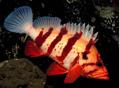 underwater photograph of a tiger rock fish