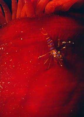 underwater photograph of an anemone