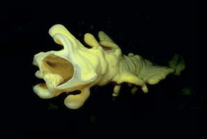 underwater photograph of a cloud sponge