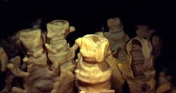 underwater photograph of a cloud sponge