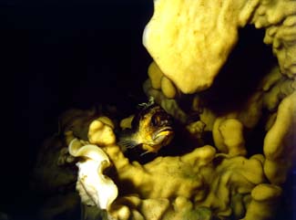 underwater photograph of a cloud sponge