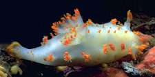 underwater photograph of a nudibranch