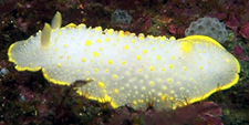 underwater photograph of a nudibranch