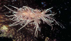 underwater photograph of a nudibranch