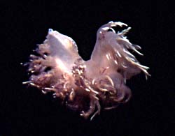 underwater photograph of a nudibranch