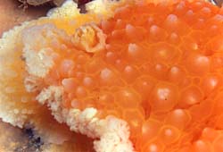 underwater photograph of a nudibranch