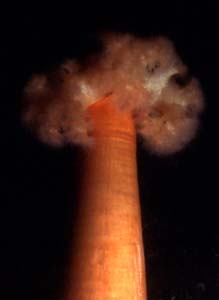 underwater photograph of an anemone