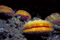 underwater photograph of a of swimming scallops