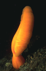 underwater photograph of a sea pen