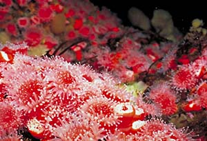 underwater photograph of an anemone