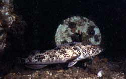Ling Cod - HMCS MacKenzie