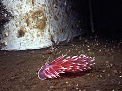 Nudibranch - HMCS MacKenzie