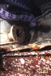 Wolf Eel - HMCS MacKenzie