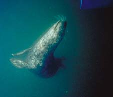 underwater photograph of a seal chewing on my knife