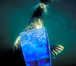 underwater photograph of a seal chewing on my knife