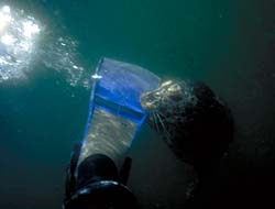underwater photograph of a seal chewing on my knife