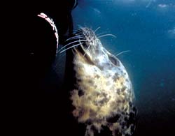 underwater photograph of a seal chewing on my knife