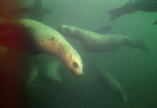 underwater photograph of a sealion