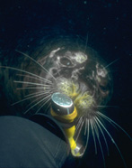underwater photograph of a seal chewing on my knife