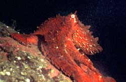 giant pacific octopus - octopus dofleini