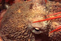 giant pacific octopus - octopus dofleini