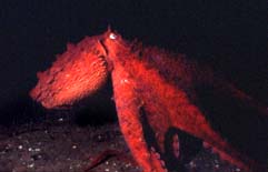 giant pacific octopus - octopus dofleini