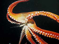 giant pacific octopus - octopus dofleini