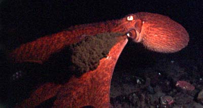 giant pacific octopus - octopus dofleini