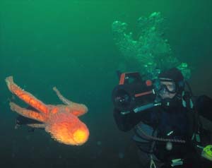 giant pacific octopus - octopus dofleini