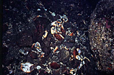 giant pacific octopus - octopus dofleini