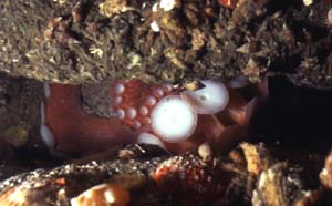 giant pacific octopus - octopus dofleini